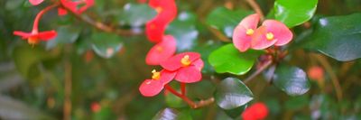 abowlofcyrill thumbnail