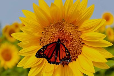 nightowl13 thumbnail