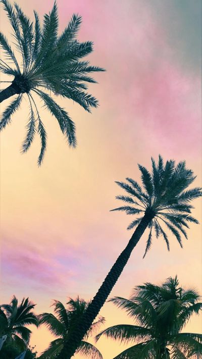 dr.sweetie thumbnail