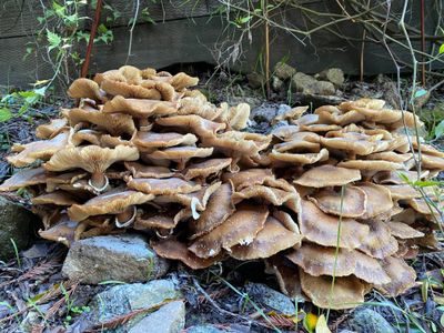 u193663323 thumbnail