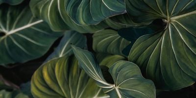 barefootbvnny thumbnail