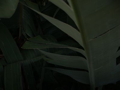 emmahaggstrom thumbnail