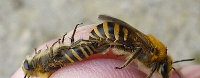 Petiteabeille🐝 profile