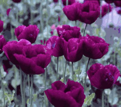 clitorias_secret thumbnail