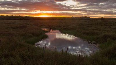 juniper.fairy thumbnail