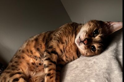 krypticken thumbnail