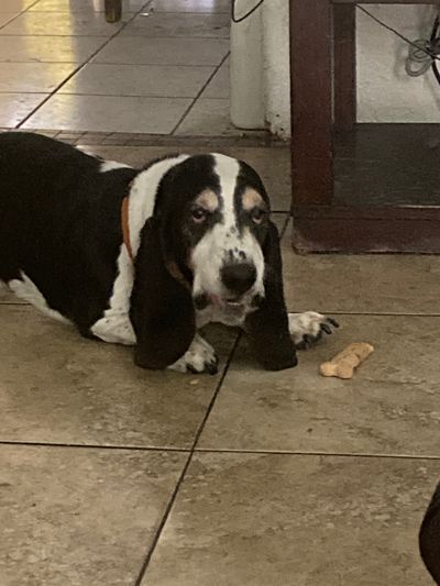 blackjackdavey thumbnail