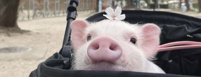 curvyxcurly thumbnail