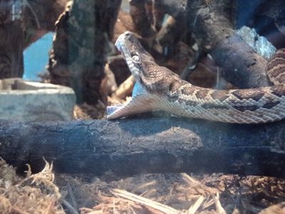 thatwongui thumbnail