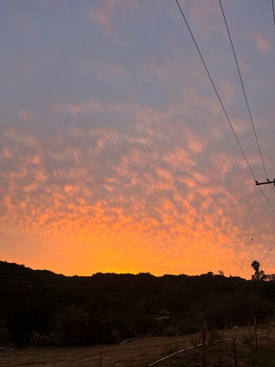 forestfantasiess profile