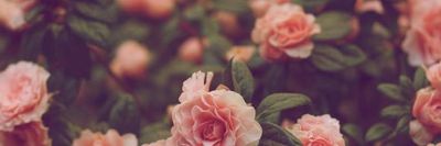 holaday_deziree thumbnail