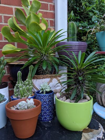 nopromises thumbnail