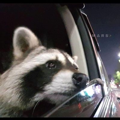 kodacambridge thumbnail