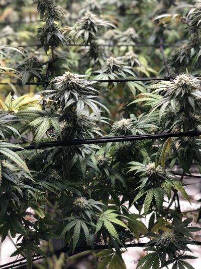 lushplaykxx thumbnail