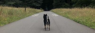 ryuk_shibainu thumbnail