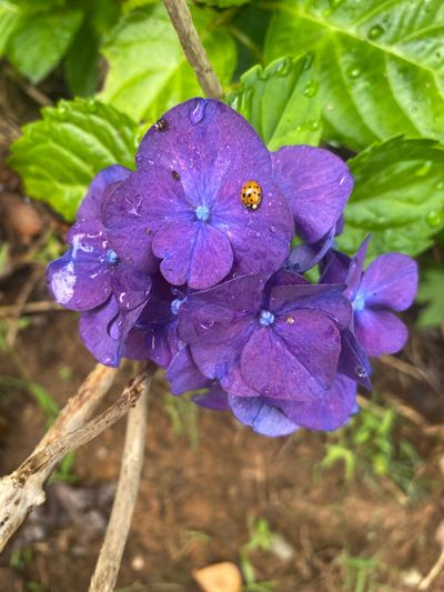 ice_queen2020 thumbnail