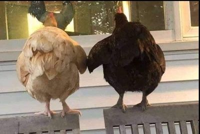 tangerineofyourdreams thumbnail