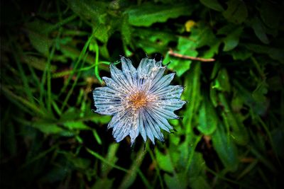 willowblack22 thumbnail