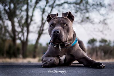 lucas_nano thumbnail