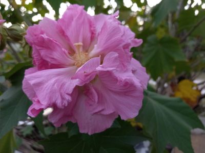 oliviarose2k thumbnail