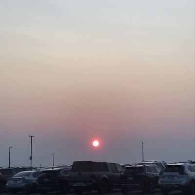 andesgaychub thumbnail