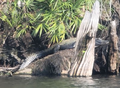 Tim Poirier thumbnail