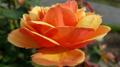 rosiblossom thumbnail