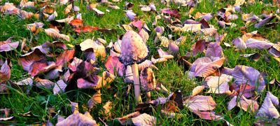 bigtiddyemo thumbnail