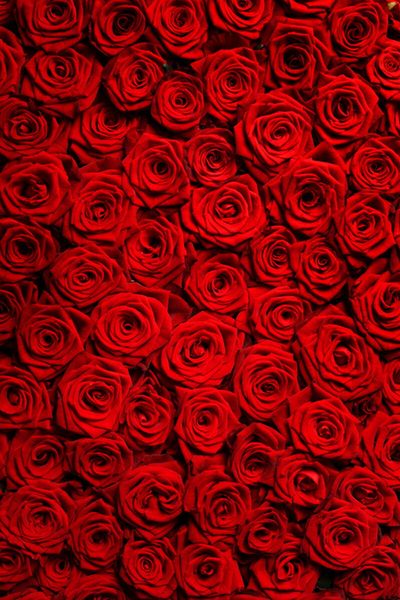 Luna Rosebud thumbnail