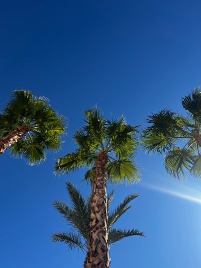 Princess Peaches thumbnail