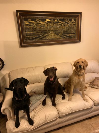 charleethegolden thumbnail