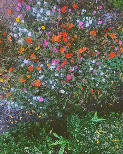 olive.a.smutty thumbnail