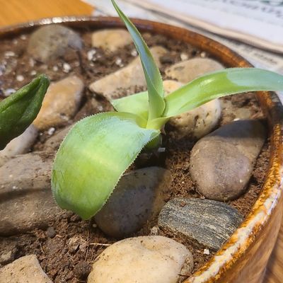 queencece84 thumbnail