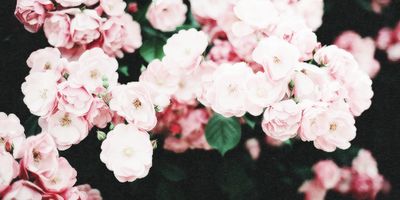 vincentvanhoe_ thumbnail