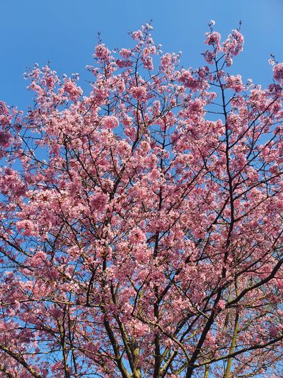 kawaiixbbydemon thumbnail