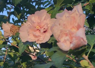 Lydia Evergreen thumbnail