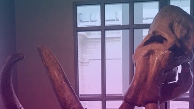 La Matriarca 🐘 thumbnail