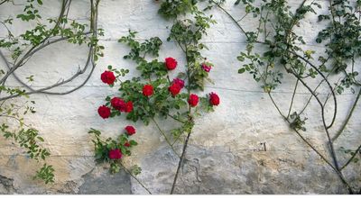 preciousisme thumbnail