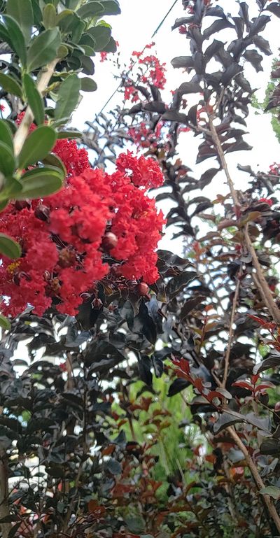 lilxk1tten thumbnail