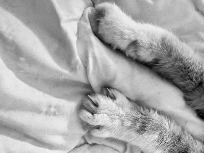 red_pussycat thumbnail