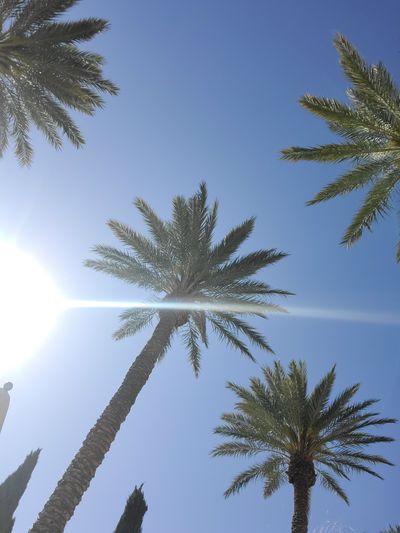 turkish_d_light thumbnail