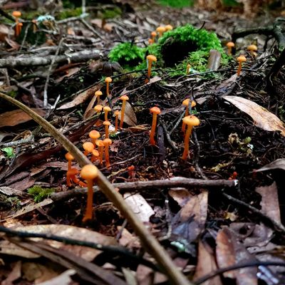 dashing.ash thumbnail