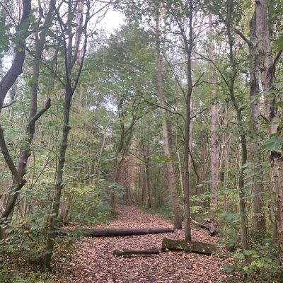 alicemaria2020 thumbnail