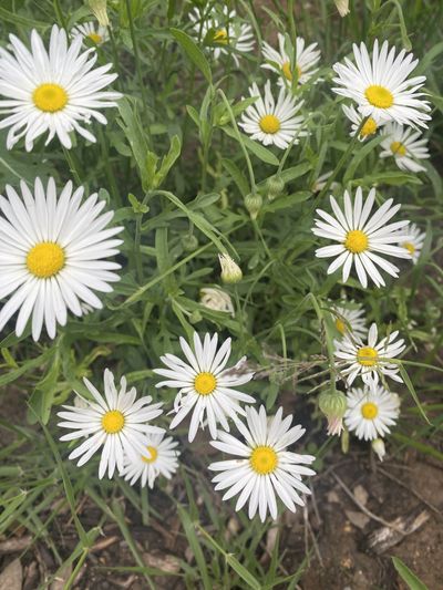 trunkfullofrats thumbnail