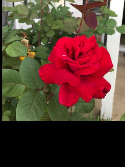 spoilmissalya thumbnail