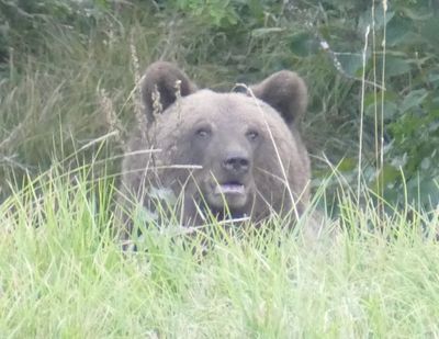 markhortonniceman thumbnail