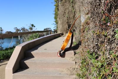 bigbamboo52 thumbnail