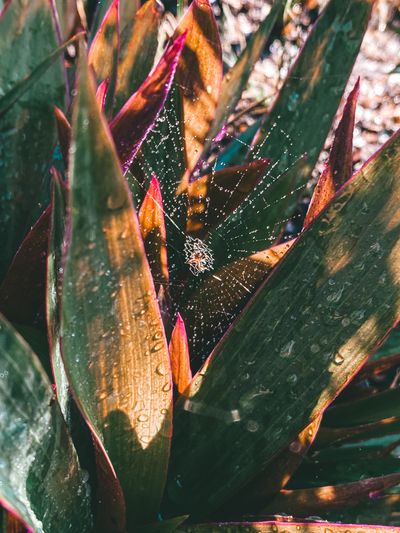 Brayde Wolfe thumbnail