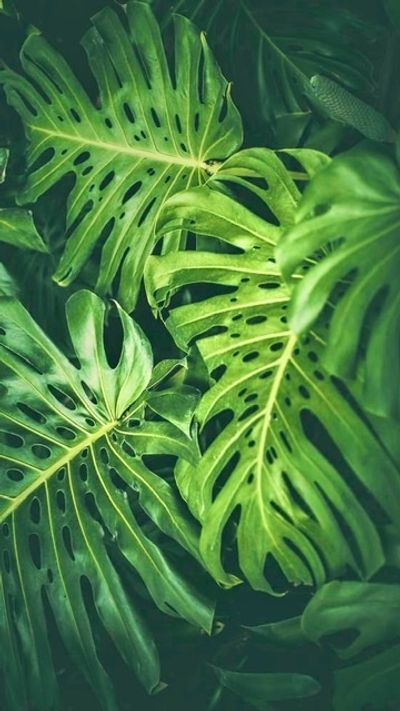 targaryen_1985 thumbnail