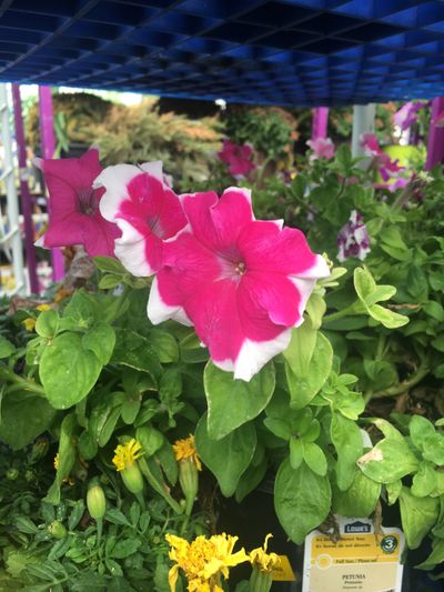 chriszamari thumbnail